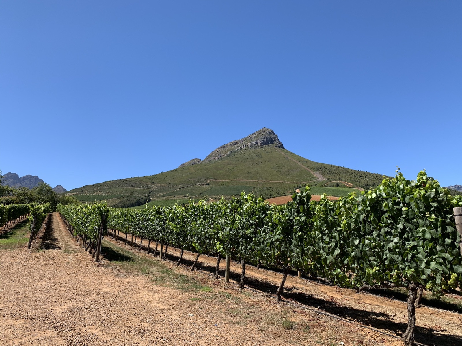 Weinberge vor südafrikanischer Bergkulisse